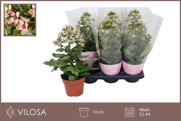 <h4>KAL FEMININE PINK</h4>