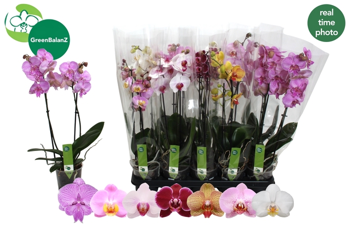 <h4>PHAL GEM 7 KL</h4>