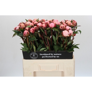Paeonia Nick Shaylor