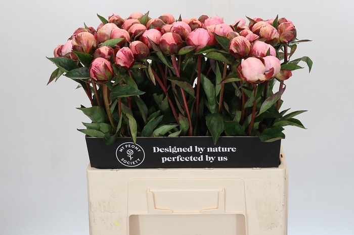 <h4>Paeonia Nick Shaylor</h4>