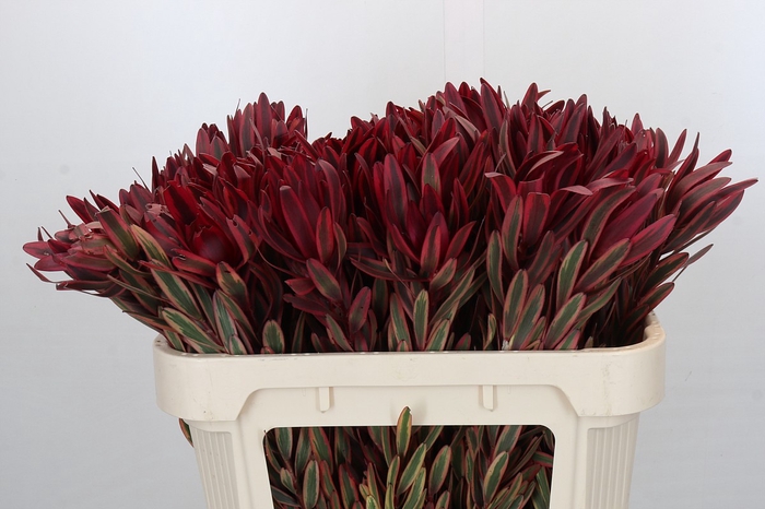 Leucadendron Jester