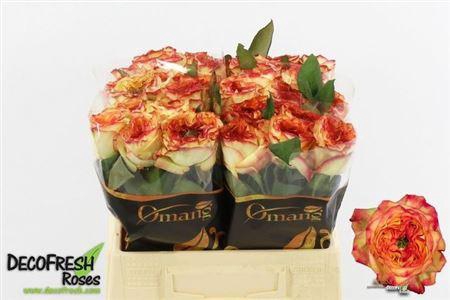 <h4>R Gr Aruba Summerh</h4>