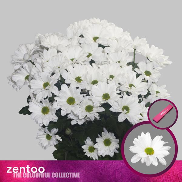 <h4>Chr T Kennedy Zentoo</h4>