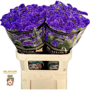 LIM S CRYST DARK BLU