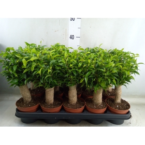 Ficus benja. 'Natasja'
