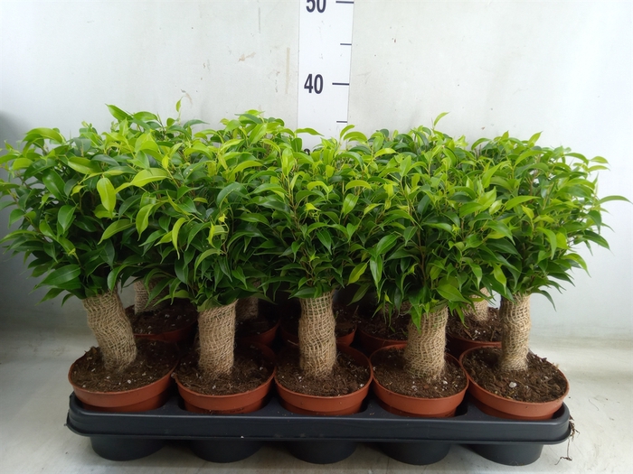 <h4>Ficus benja. 'Natasja'</h4>