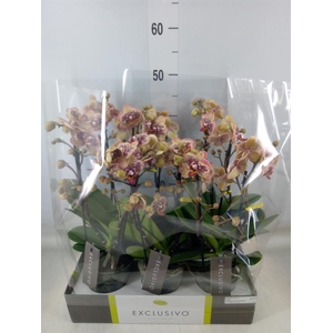 Phalaenopsis multi.   ...yellow