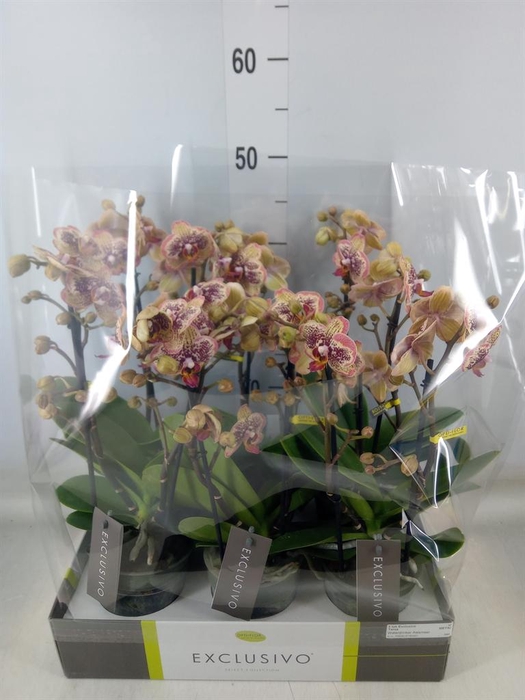 <h4>Phalaenopsis multi.   ...yellow</h4>
