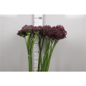Allium Cherry