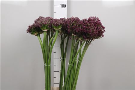 <h4>Allium Cherry</h4>
