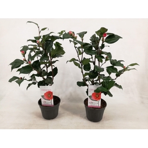 Camellia japonica 'Dr. King' 15 cm | 1-jarig