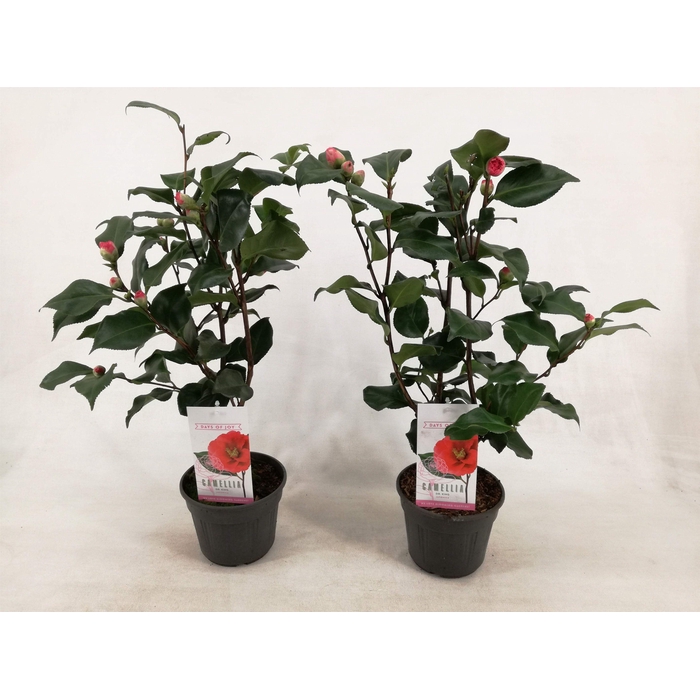 <h4>Camellia japonica 'Dr. King' 15 cm | 1-jarig</h4>