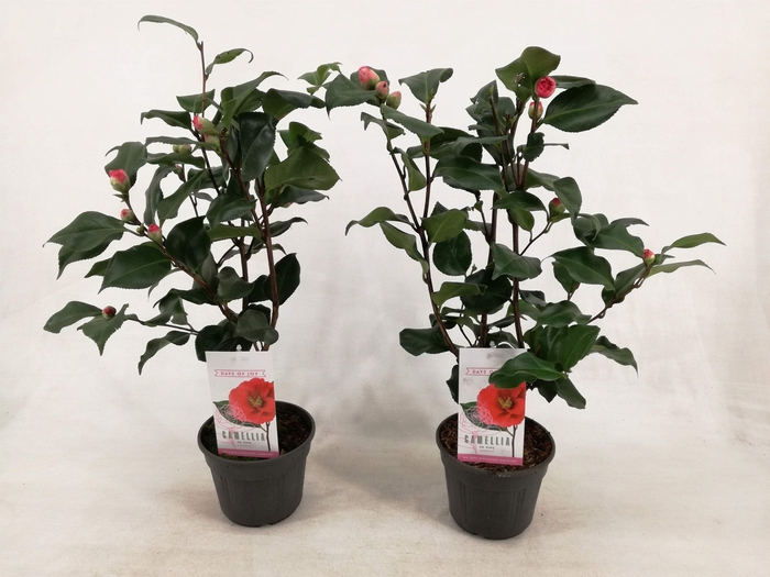 Camellia japonica 'Dr. King' 15 cm | 1-jarig