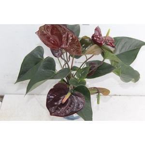 ANTHURIUM GIANT CHOCOLATE P12 CHOCOLATE