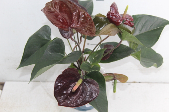ANTHURIUM GIANT CHOCOLATE P12 CHOCOLATE
