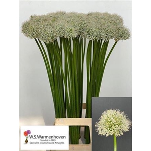 Allium Mount Everest