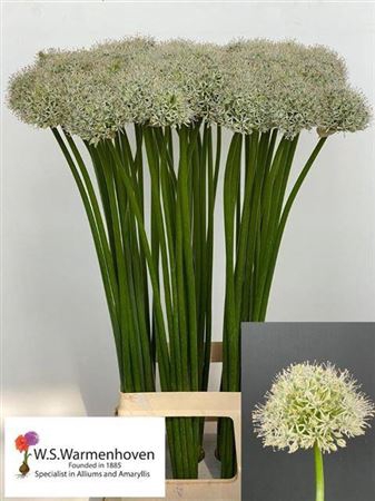 <h4>Allium Mount Everest</h4>