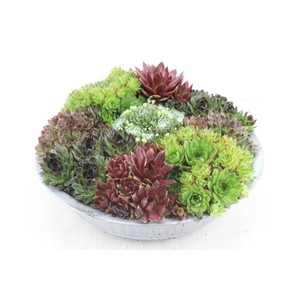 arr4 Semp CR - Zink schaal 29cm