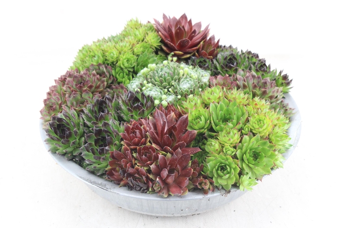 <h4>arr4 Semp CR - Zink schaal 29cm</h4>