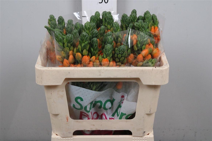 <h4>Ornit Db Sunray</h4>