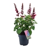 Salvia Salgoon Lake Flamingo rose