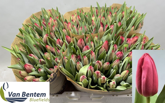 <h4>TU EN RED MARK</h4>