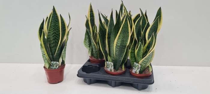 <h4>SANSEV FUTURA SUPERB</h4>