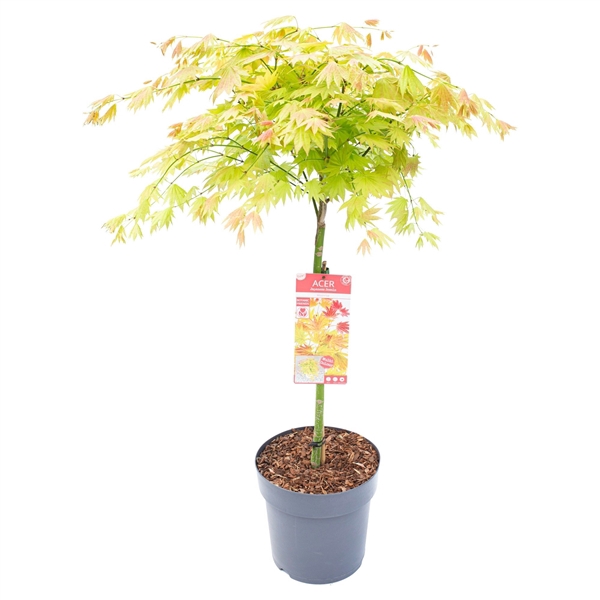 <h4>Acer shir. 'Moonrise'</h4>