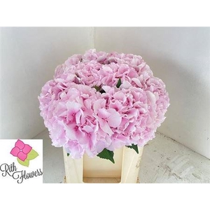 Hyd Impressive Pink Pale
