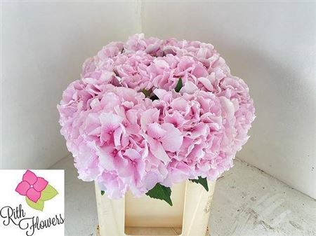 <h4>Hyd Impressive Pink Pale</h4>