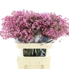 Limonium Joy Red X50