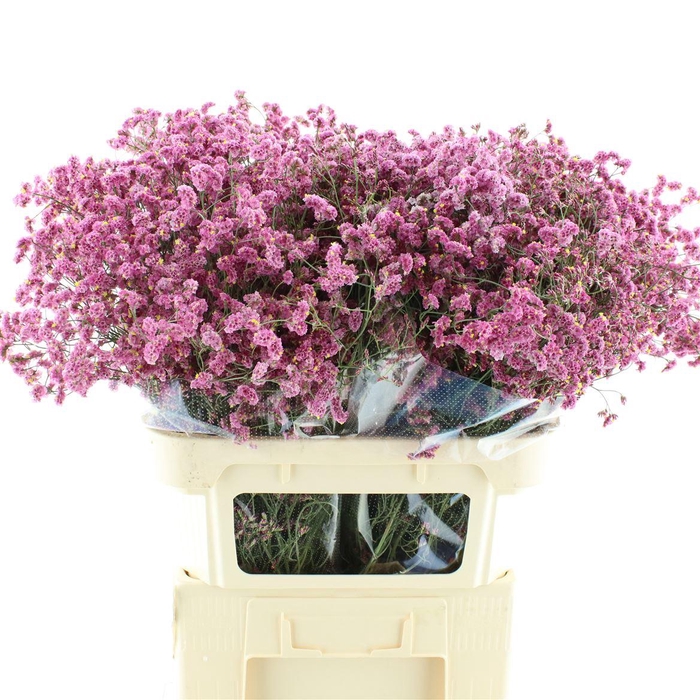 <h4>Limonium Joy Red X50</h4>