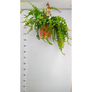 Epiphyllum anguliger