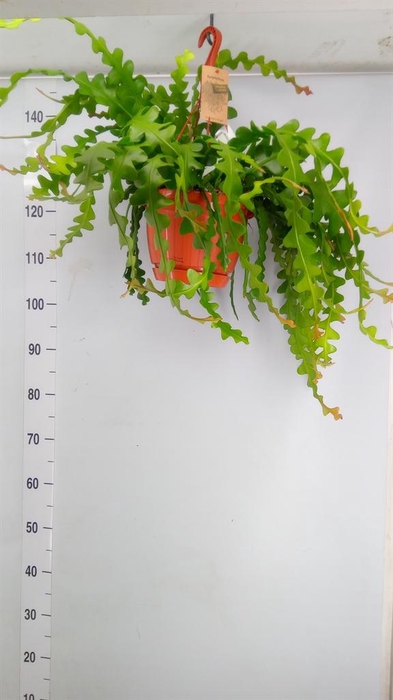 <h4>Epiphyllum anguliger</h4>