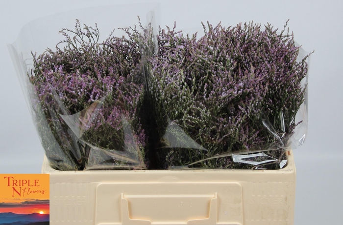 <h4>LIM SAF LILAC</h4>