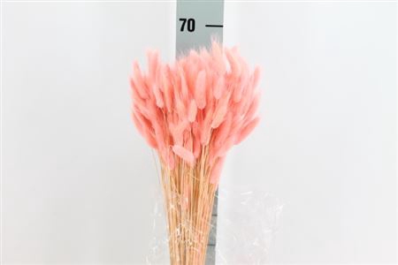 Dried Lagurus Bleached Pink/rosa Bs
