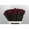 Leucadendron Saf Sunset Dark R.