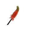 Kniphofia Orange