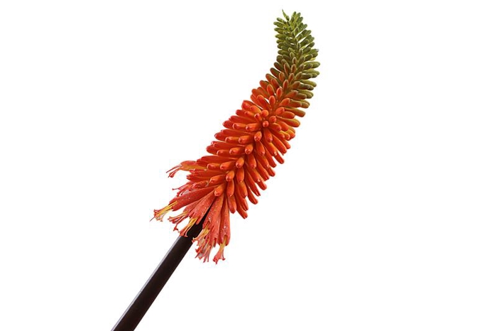 Kniphofia Orange FL430078ORA