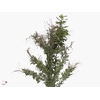 Acacia Luna D'argento Per Bunch