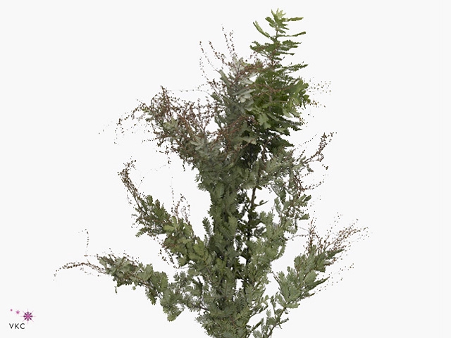 Acacia Luna D'argento Per Bunch