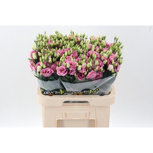 Eus G Rosi Rose Pink