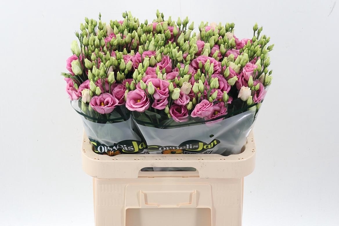 <h4>Eus G Rosi Rose Pink</h4>