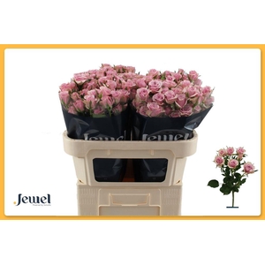 Rosa spray leila