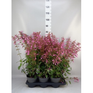 Salvia   ...