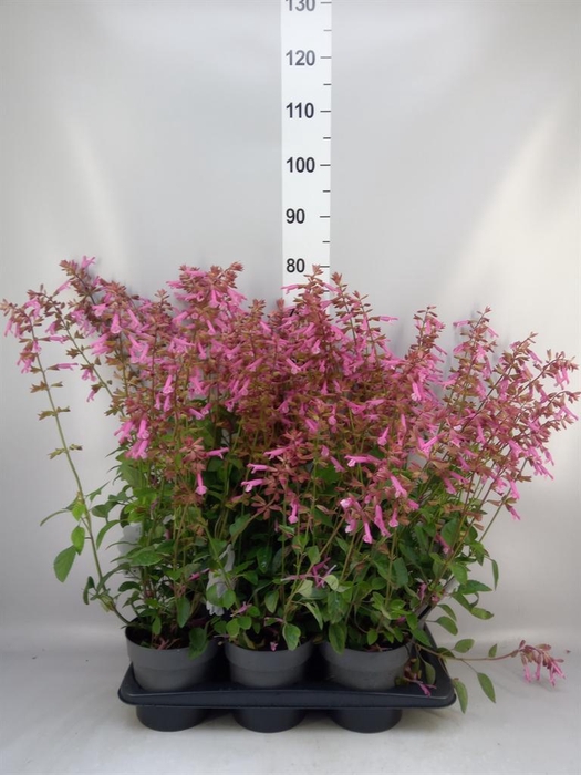 <h4>Salvia   ...</h4>