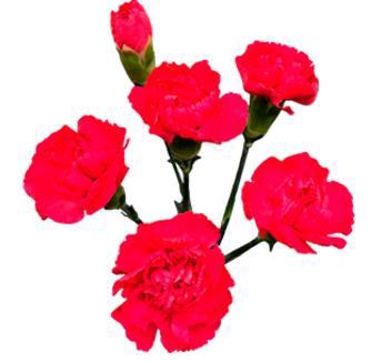 <h4>Di Tr Pigeon</h4>