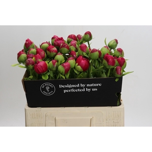 Paeonia Command Performance