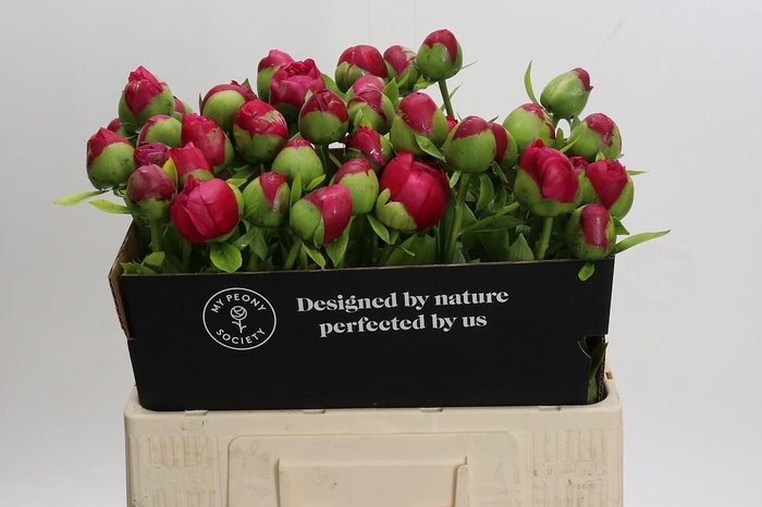 <h4>Paeonia Command Performance</h4>