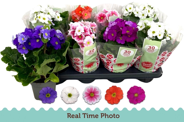 <h4>Prim Ob Tm Gem</h4>